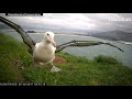 royalcam the wildly popular albatross live stream