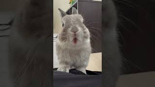 バナナを食べて笑顔のうさぎ #うさぎ #bunny #笑顔