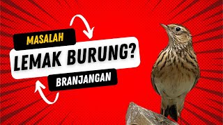 CARA MUDAH ATASI BRANJANGAN BERLEMAK - SAYA BUKTIKAN SENDIRI #rawatanbranjangan #ternakbranjangan