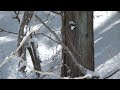 japanese squirrel in winter 雪山のニホンリス＠スギ横枝