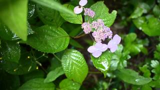 雨に濡れて・・・　「紫陽花」　那須にて　00096