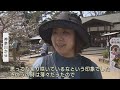 桜の名所・弘前公園で園内のソメイヨシノが開花　外国人観光客がポストカードを書く姿も　満開は４月１８日ごろ　花吹雪と花筏（はないかだ）は４月２０日ごろから見頃となる予想