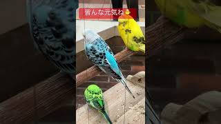 #札幌#オーロラタウン小鳥の広場#夜のセキセイインコさん達の様子