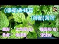 歐洲香草茶的主角【檸檬香蜂草】Lemon Balm