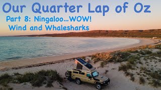 NINGALOO COAST: WOW! WIND AND WHALESHARKS : 1/4 Lap of OZ Part 8