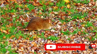 Cute Rodent Beautiful Short Video | Animal's Galaxy | 2021    #Shorts
