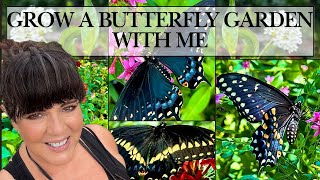 Providing a Welcome Space for Butterflies in My Florida Garden | Eastern Black Swallowtails Edition