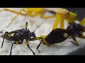 golden mantis vs 3 assassin bugs the ending is unexpected