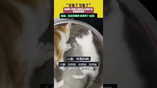 “它急了 它急了”橘猫教小奶猫上厕所怎么教都不会，情绪逐渐暴躁，橘猫：就这样那样 很难吗？说话！#猫咪 #猫砂 #萌宠