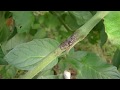 Late Blight on tomatoes