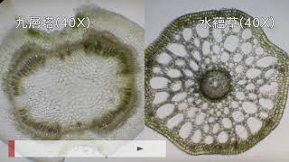 (龍)選生2探討活動2-2觀察水生與陸生植物營養器官的形態與構造5：23