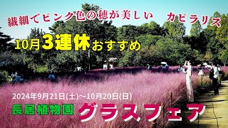 【大阪 長居】繊細でピンク色の穂が美しい「カピラリス」長居公園・長居植物園 3連休に近場でおすすめ！【4K】JR 長居駅・大阪メトロ長居駅