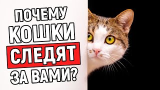 ПОЧЕМУ ВАША КОШКА ПОСТОЯННО ПРОВЕРЯЕТ ВАС?