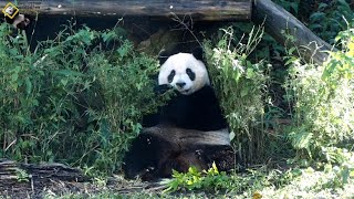 20201227 圓仔大字坐好左右開弓採鮮食 The Giant Panda Yuan Zai