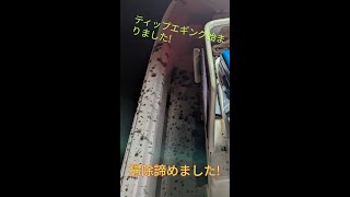 しまなみナイトティップエギング