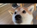 how shiba s show affection you need to know