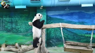 20190821 圓仔上午的體育課 The Giant Panda Yuan Zai