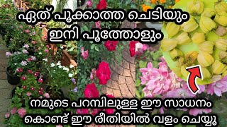 ഗോൾഡൻ ബെറി കൊണ്ടൊരു മാജിക്‌ വളം /best orgaic fertilizer for all plants/flowering booster/gardening