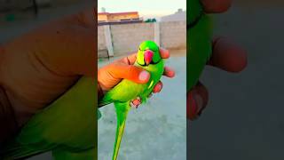 My Parrot flying male #shorts