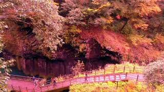 高千穂峡 紅葉 ドローン空撮  Drone video in Takachiho gorge