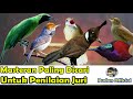 masteran paling di cari kicau mania suara masteran pilihan para juri