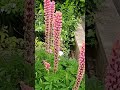 lupin maintenance how to prune a lupin to encourage new blooms gardening lupins pruning bloom