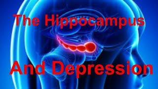 Depression in the Brain Part 2: Cell Growth in the Hippocampus