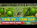 BUDIDAYA TERONG ASAM | TERONG APEL | KALIMANTAN SELATAN | Desa Gunung Manau Kab. Balangan |