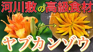 【無料メシ】河川敷で高級食材を手に入れろ！〜金針菜の酢味噌和え〜