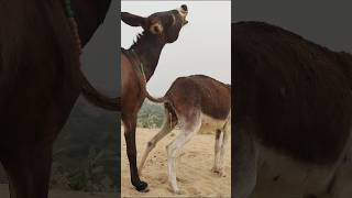 Young Donkeys Power #youtubeshorts #trending #foryou #videogame