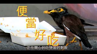 家八哥吃便當Common Myna eating boxed meal.