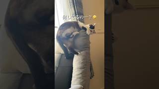 無理やり椅子によじ登ろうとする猫　A cat trying to climb a chair by force