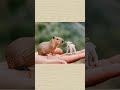 Beautiful ai animals #tinypets #cuteanimals #littleanimals #usatrending #smallanimals #cute