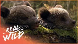 Two Abandoned Bear Cubs Get Adopted By Unusual Mother | Beary Tales | Real Wild