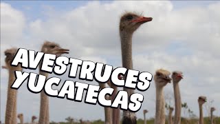 Avestruces Yucatecas