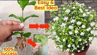 Easy & Best Idea: How to grow mogra/jasmine cutting with 100% Success|Grow Mogra Cutting| Flower|New