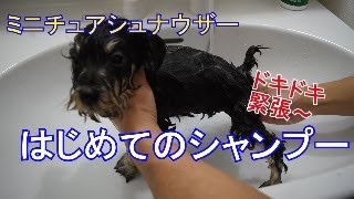 はじめてシャンプーするワンちゃん。あなたは誰？【ミニチュアシュナウザー】