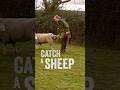 Sheep don't want you to know this technique...