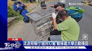 恐怖!七旬翁跌倒慘遭10餘野狗攻擊 滿身傷｜TVBS新聞 @TVBSNEWS01