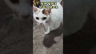 상가건물 경비실에 줄에 묶여있는 고양이 #cat #catshorts