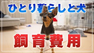 ミニピンの飼育、1ヶ月の生活費は？【ひとり暮らしと犬】