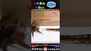 【閲覧注意】恐怖！！トビスムカデに追い詰められたアカテガニ🦀💦　⚔アカテガニｖｓトビズムカデ⚔　＜生物観察　昆虫バトル　捕食　給餌　飼育　奇蟲＞#shorts