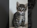 tiny kitten wants milk – the cutest moment