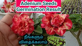 அழகிய அடுக்கு அடினியம் விதைகள் எப்படி வளர்ந்தந்திருக்கு  /Multiple rosy adenium germination result