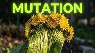 The Bizarre Beauty of Fasciated Flowers and Stems