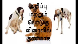 நாய்கள் சருமத்தில் இருக்கும் பொடுகு மற்றும் அரிப்பை அகற்ற