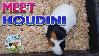 Meet Houdini the guinea pig at Cavy Central Guinea Pig Rescue with Lyn