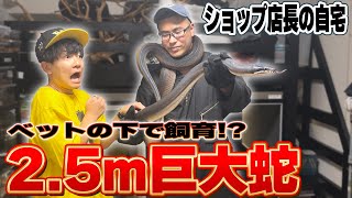 超巨大蛇を飼育する生き物ショップ店長の家がヤバすぎる！！！！！！