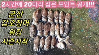 2시간에 20마리잡은 군산 갑오징어 대박포인트!!! 누구나 던지면 잡을수 있습니다!!