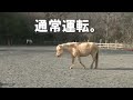 放牧時の馬たちのリアクション。 いろんな馬がいておもしろい。）